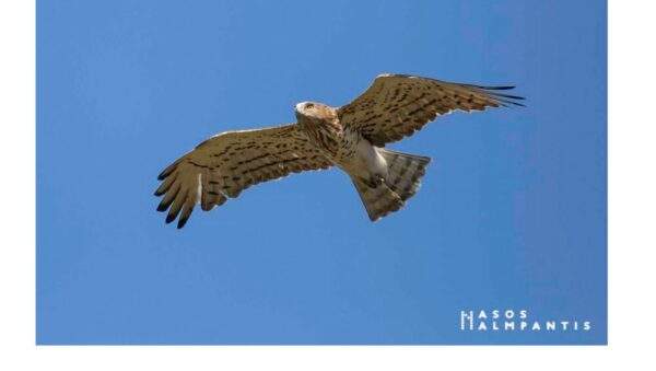 Ανακοινώθηκε το ανανεωμένο myEFKA για όλους τους ασφαλισμένους