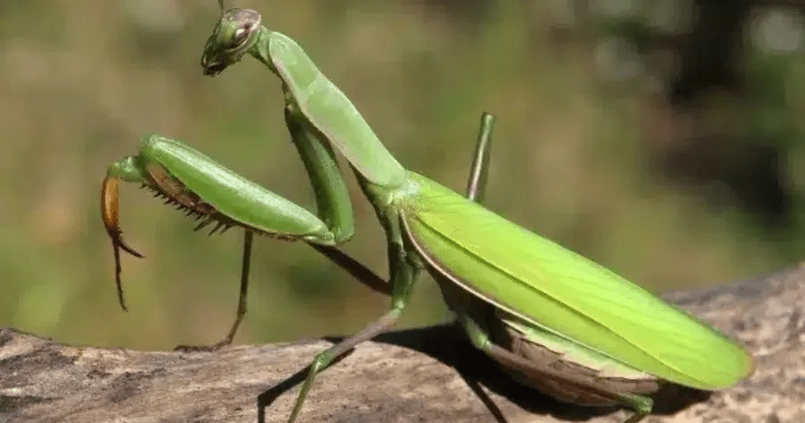 Φυλακές Δομοκού: “Δεν είδα τρεις πυροβολισμούς, άκουσα τον πρώτο μόνο” – Οι αντιφάσεις που προδώσαν τον αρχιφύλακα (Βίντεο)