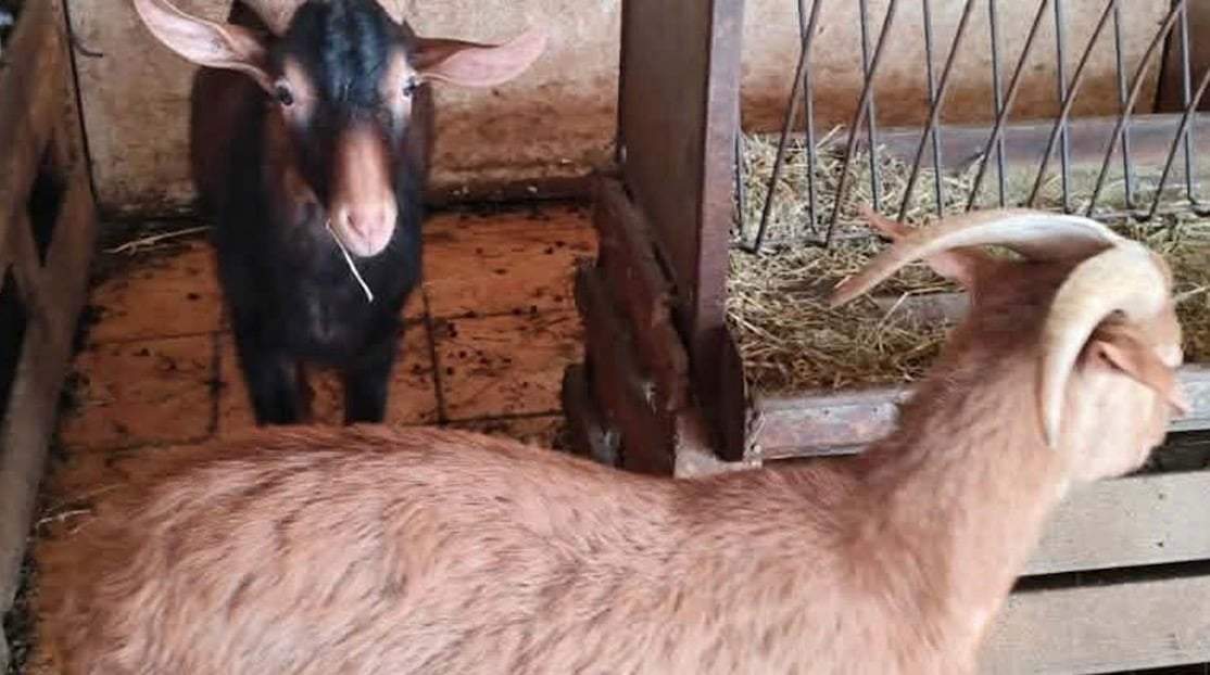 Perseverance: Ανακάλυψε για πρώτη φορά κρυστάλλους στον Άρη που μοιάζουν με ρουμπίνια