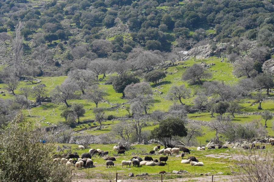 Η Μπαρτσελόνα 1-0 την Ράγιο Βαγιεκάνο και στο +7 από τη Ρεάλ, δείτε το γκολ