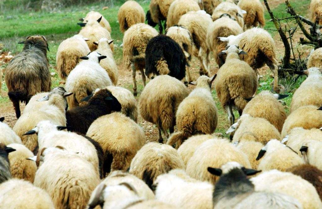 Η Γη της Ελιάς: Ο θάνατος στους Ρουσσάκηδες φέρνει ανατροπές