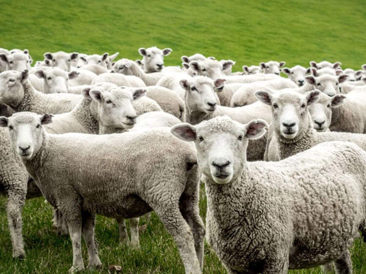 Σπουδαία διάκριση για το Πανεπιστήμιο Ιωαννίνων, καθηγητής τιμήθηκε με διεθνές βραβείο