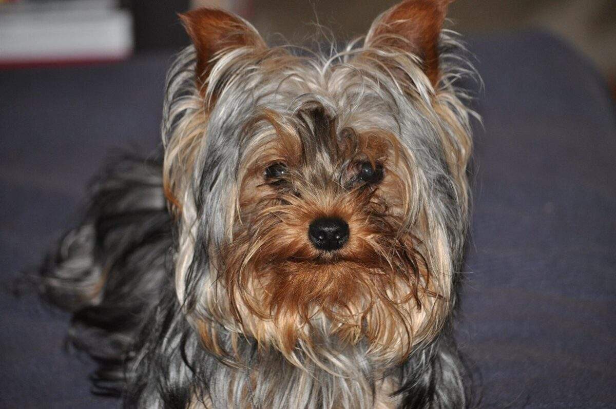 Συνταγή για φιλέτα ψαριού σε κρεμώδη σάλτσα