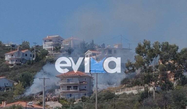 Κι όμως, η Αθήνα είναι γεμάτη με άγρια ζώα: Ζουν δίπλα μας, αλλά δεν καταγράφονται