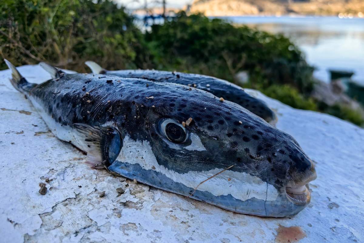 Γρεβενά: Σύλληψη 88χρονου για πρόκληση πυρκαγιάς από αμέλεια