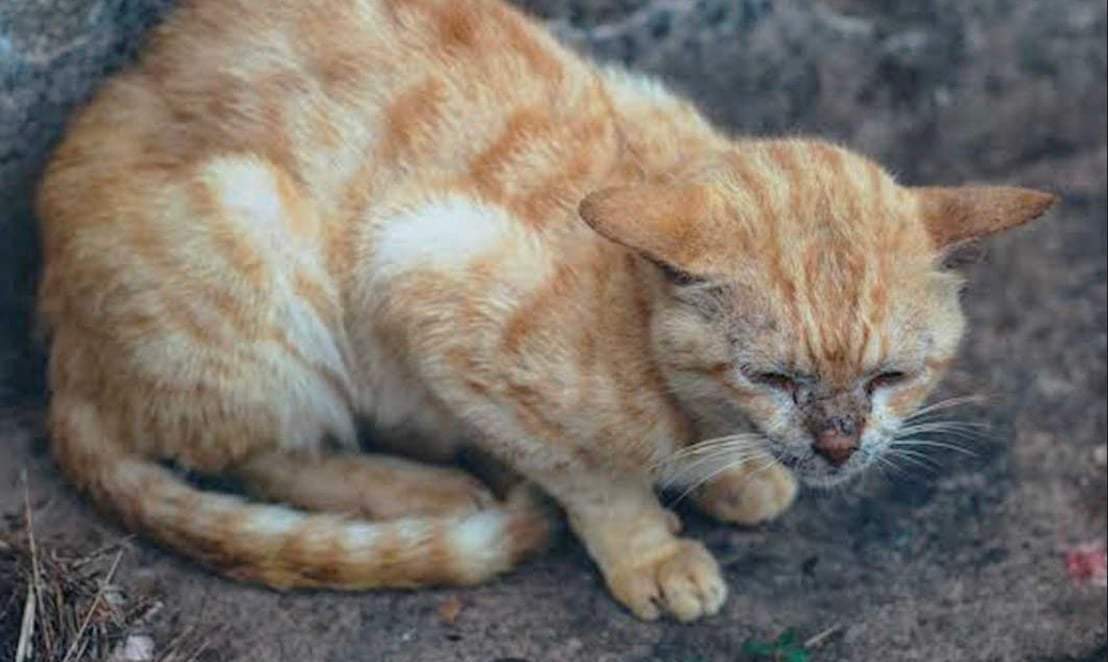 Τελικά η τεχνητή νοημοσύνη θα θεραπεύσει τον καρκίνο; Τι λένε οι επιστήμονες